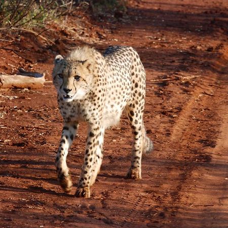 Kgorogoro Lodge Pilanesberg Buitenkant foto