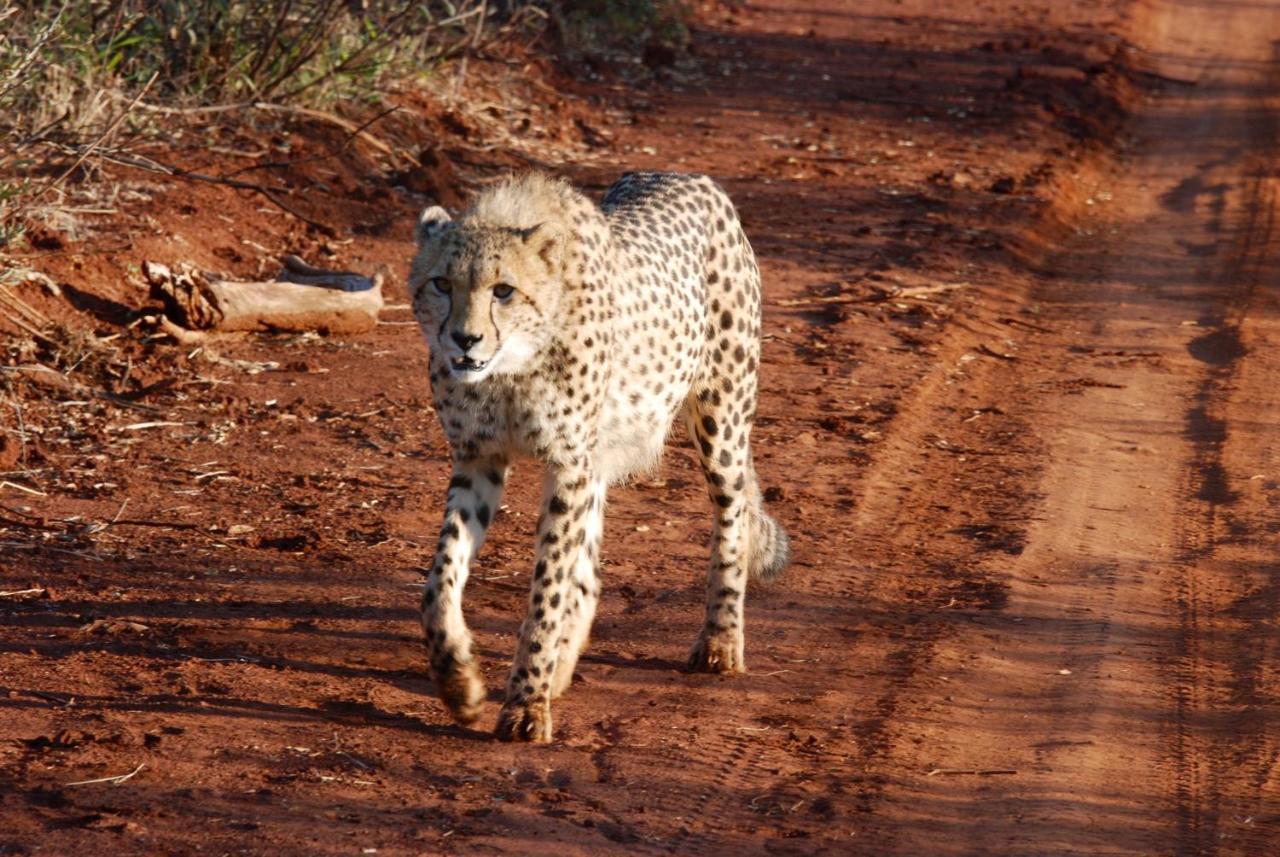 Kgorogoro Lodge Pilanesberg Buitenkant foto