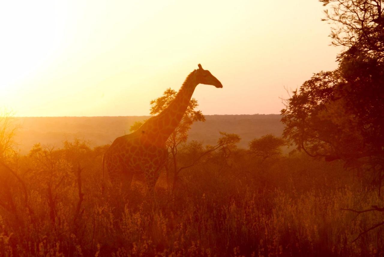 Kgorogoro Lodge Pilanesberg Buitenkant foto