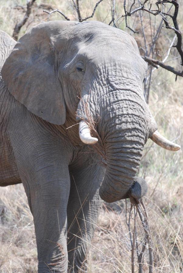 Kgorogoro Lodge Pilanesberg Buitenkant foto
