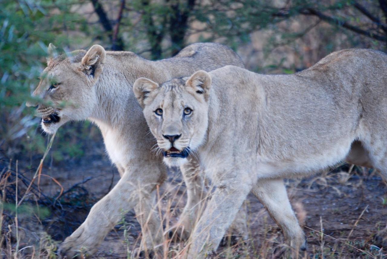 Kgorogoro Lodge Pilanesberg Buitenkant foto